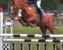 jumper Luis M.B. (Oldenburg show jumper, 2007, from Ludwig von Bayern 168 FIN)