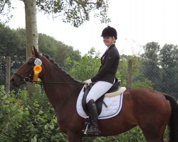 broodmare Datura B (Hanoverian, 2005, from Don Primero)