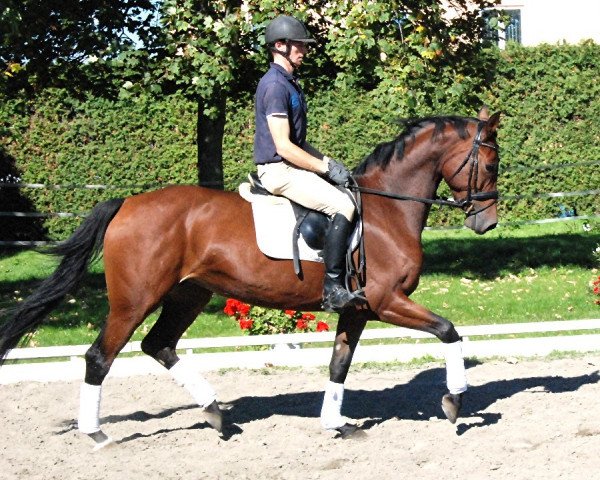 horse Lilly (Hanoverian, 2010, from Lordanos)