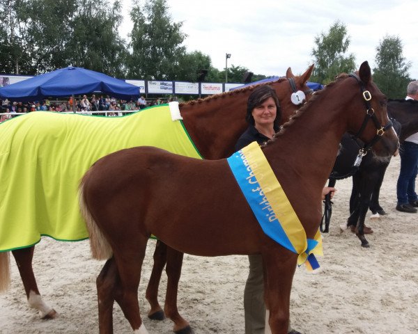 broodmare Donna Duana (German Sport Horse, 2017, from Don Diamond) broodmare Donna Duana (German Sport Horse, 2017, from Don Diamond)