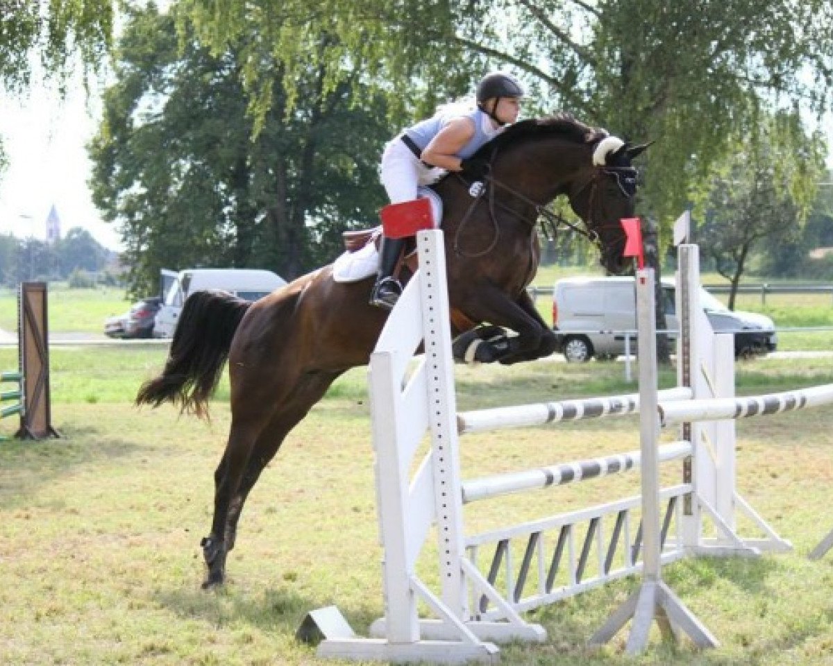 jumper Noblesse Nature (German Warmblood, 2004, from Nature du Lys)