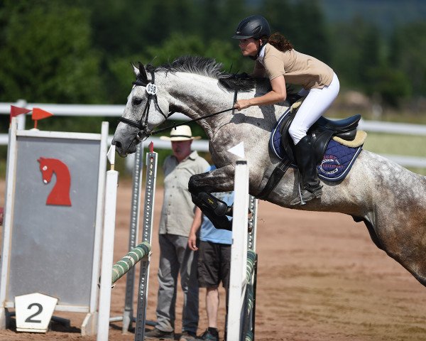 Springhest Collin (Bayer, 2006, fra Casino 53)