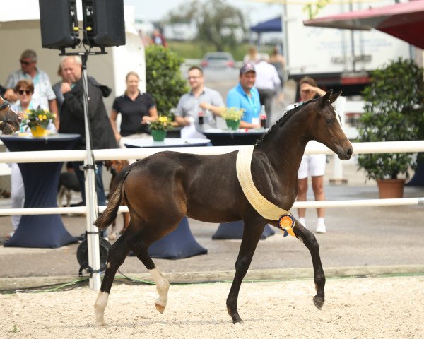 horse Baboo (German Sport Horse, 2020, from Bohemian)