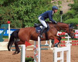 Springpferd Queenie's Way (Hannoveraner, 2009, von FRH Quaid)