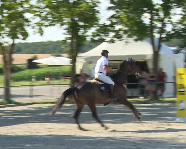 Reitturnier Rot am See- Musdorf 2020