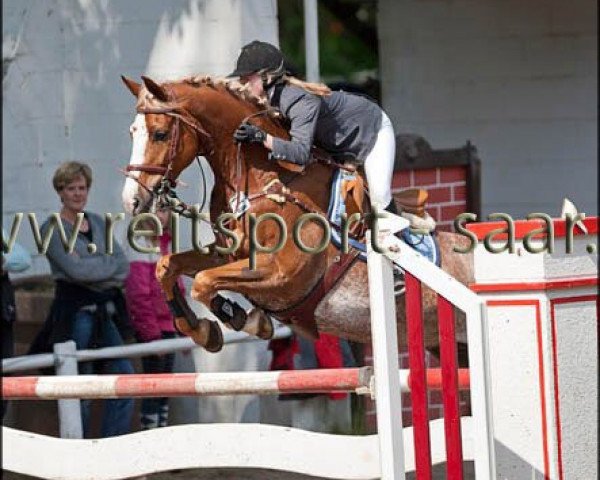 horse Charmeur 336 (Rhinelander, 2000, from Champus)