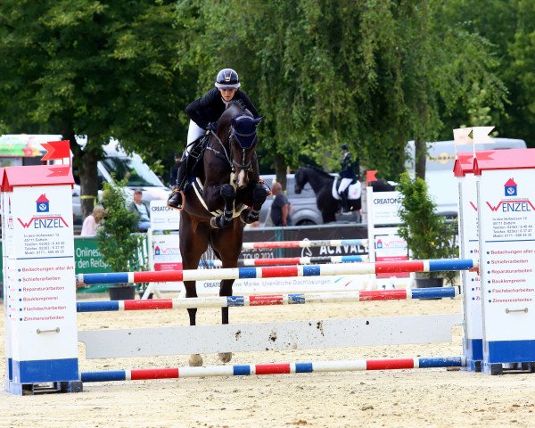 Springpferd Gsi Sir Dominator (Westfale, 2017, von Dominator 2000 Z)