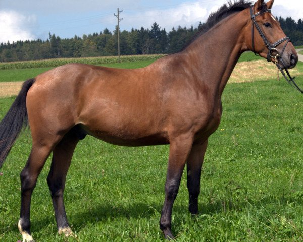 horse Lacom (Holsteiner, 2011, from Leonce)