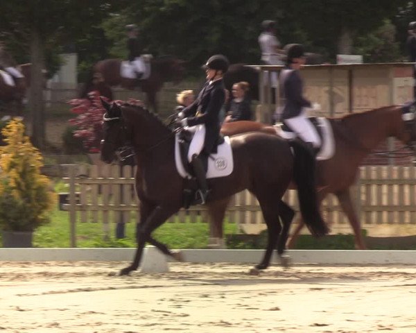 Reitturnier Schülp / Rendsburg 2020