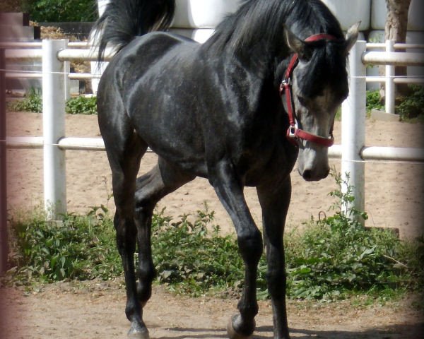 horse El Saalah ibn Armani (Arabian purebred, 2007, from Ajm Armani ox)