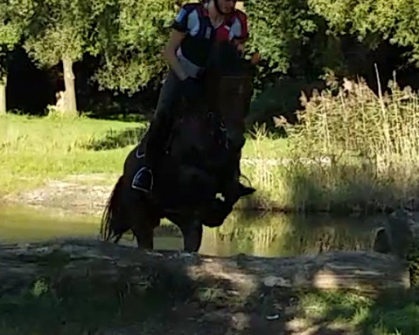 horse Bella Donna (German Riding Pony, 2010, from Dressman)