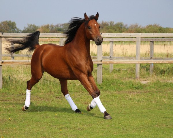 horse Kurajj (Arabian purebred, 2009, from Marajj ox)