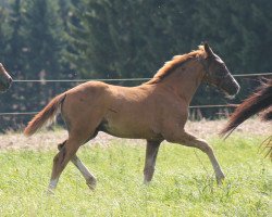 stallion Quaterly Diamond (German Sport Horse, 2014, from Quaterback)