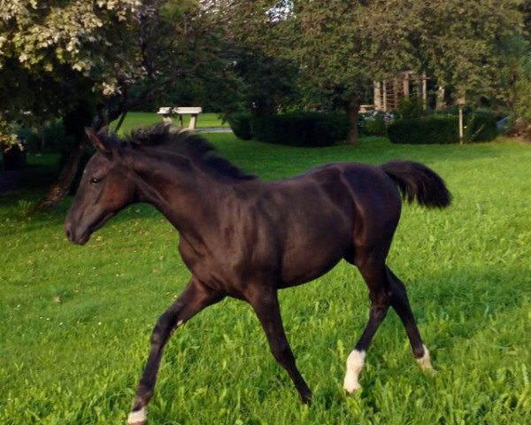 horse La Fee (German Sport Horse, 2014, from Lemberger)