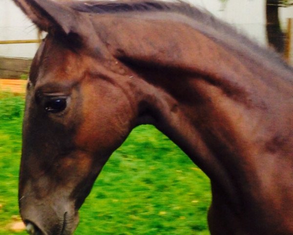 dressage horse Gin 125 (German Sport Horse, 2015, from Genesis)