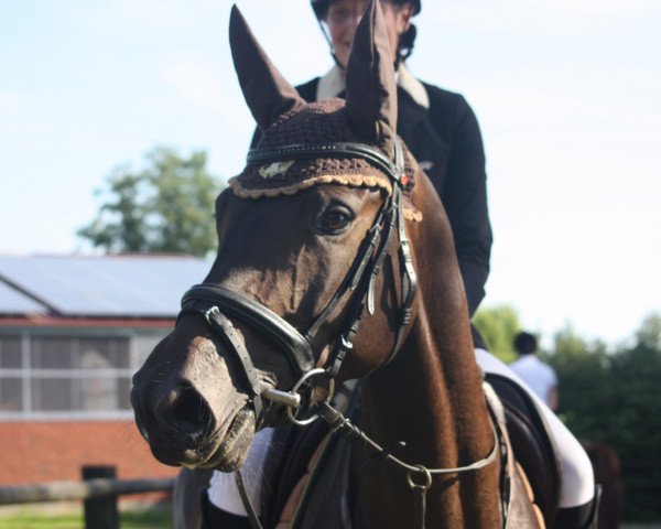 jumper Coco 307 (Oldenburg show jumper, 2011, from Conthargos)