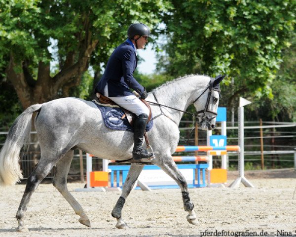 jumper Cachart (Holsteiner, 2010, from Cachas)