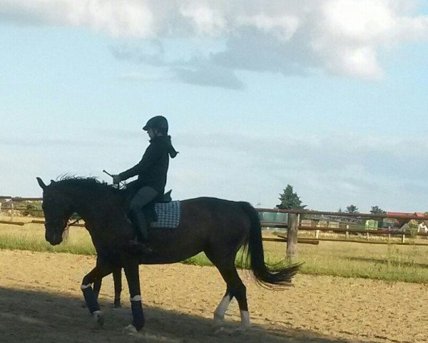 dressage horse Santanyi (Trakehner, 1992, from Märchenprinz)