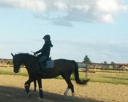 Caballo de Doma Santanyi (Trakehner, 1992, de Märchenprinz)
