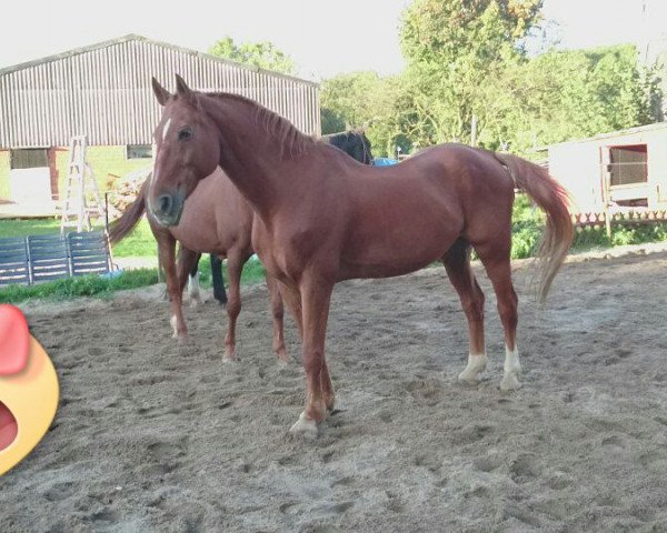 horse Drakker (Westphalian,  , from Der Clou)