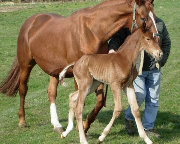 Pferd Rossini (Oldenburger, 2008, von Royal Olymp 142 FIN)