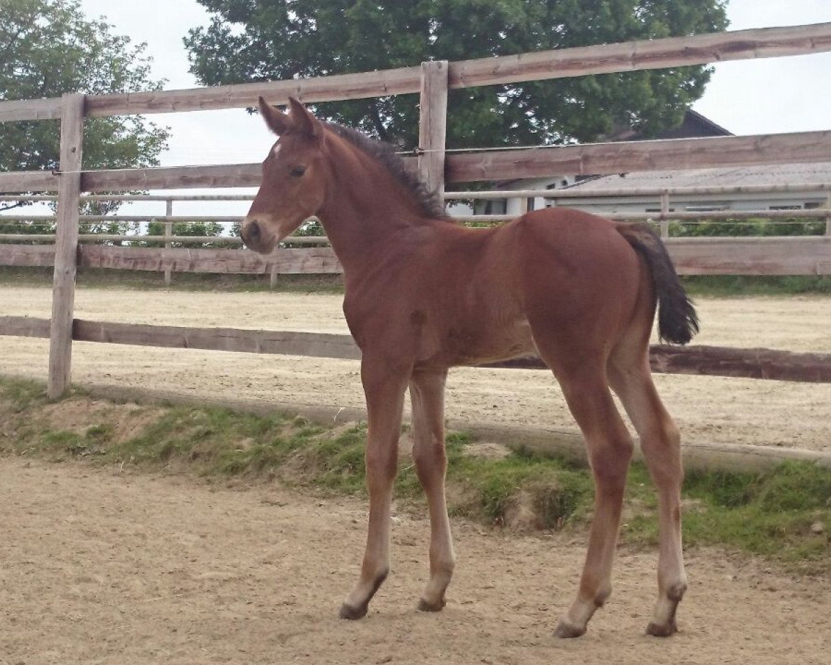 Dressurpferd Satudaro CH (Westfale, 2015, von Sir Heinrich OLD)