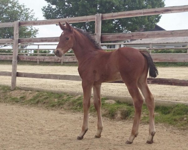 dressage horse Satudaro CH (Westphalian, 2015, from Sir Heinrich OLD)