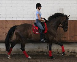 broodmare Shannon (Hanoverian, 2006, from Stedinger)