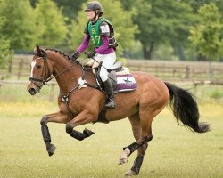 Springpferd Monte Revellino B (Westfale, 2008, von Montendro)