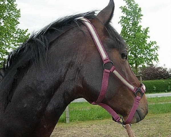 horse Lucky Luke (Oldenburg, 2007, from Lord Sinclair III)