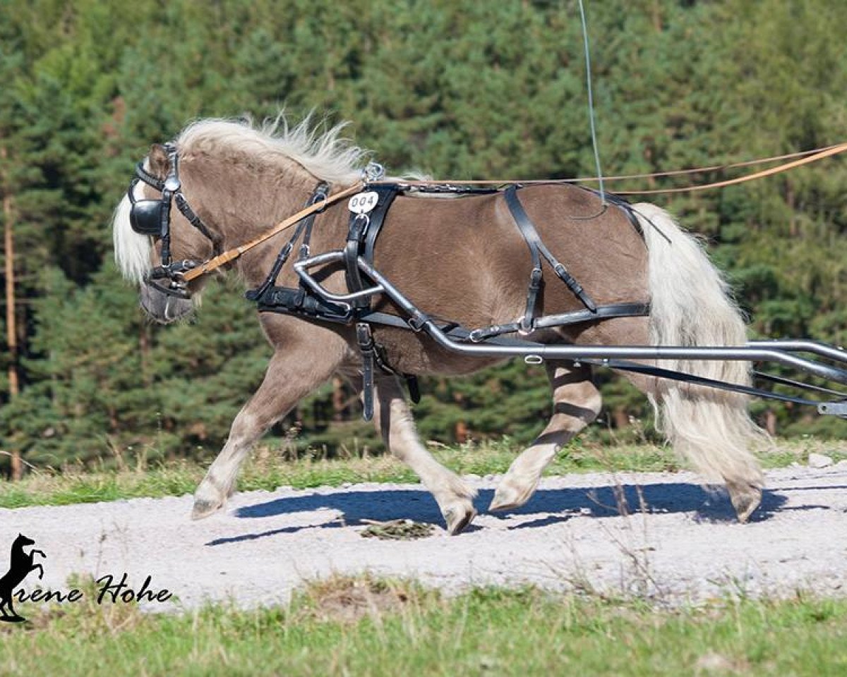 stallion Eclipse van d'Eul (Shetland Pony, 2011, from Grandioso van Wegdam)