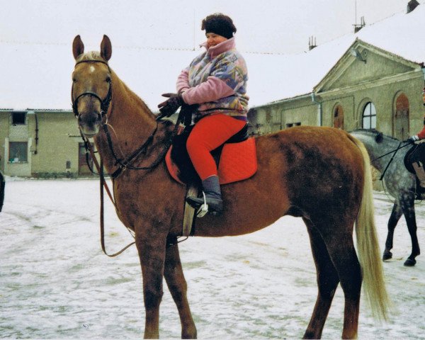 stallion Dux Lipsky (Czech Warmblood, 1986, from Dux)