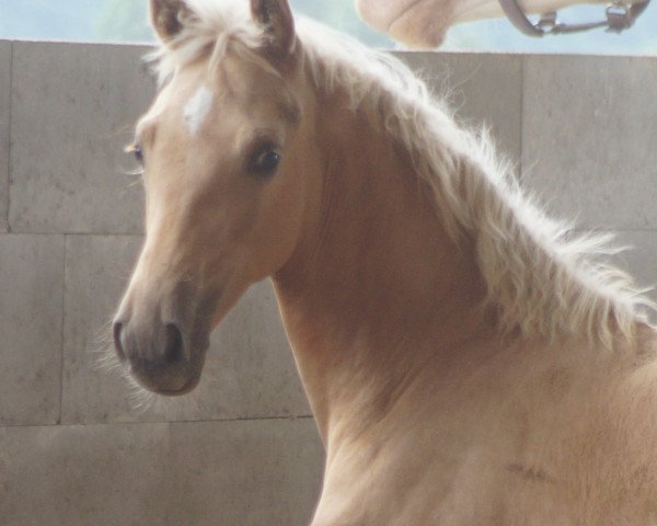 broodmare Nordite MD (German Sport Horse, 2014, from Quantensprung 3)