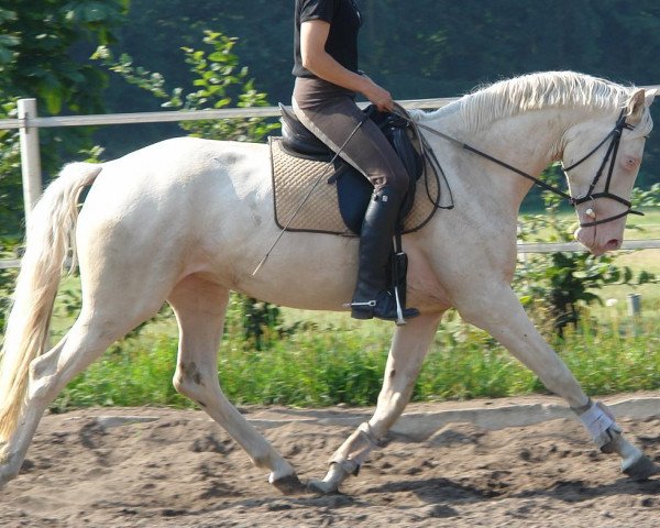 Zuchtstute Nordlicht MD (Deutsches Sportpferd, 2009, von Wolkenwind)