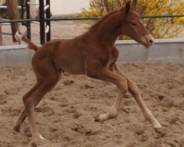 stallion Damons Lichtglanz MD (Westphalian, 2015, from Damon Hill) stallion Damons Lichtglanz MD (Westphalian, 2015, from Damon Hill)