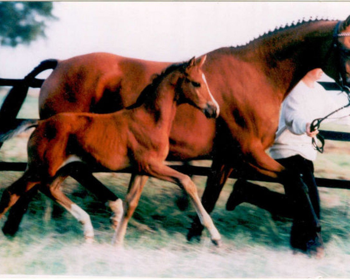 Zuchtstute Fleur XIII (Trakehner, 1984, von Tuemmler)