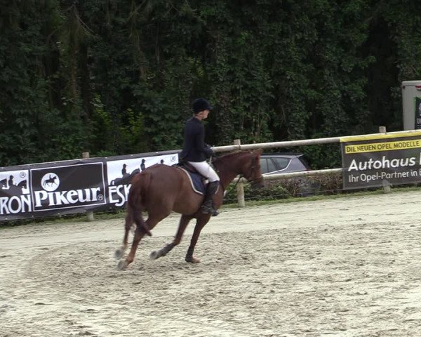 Reitturnier Vlotho-Exter 2020
