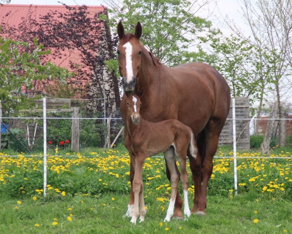 Pferd Frieda B (Oldenburger, 2014, von Fürst Wilhelm)