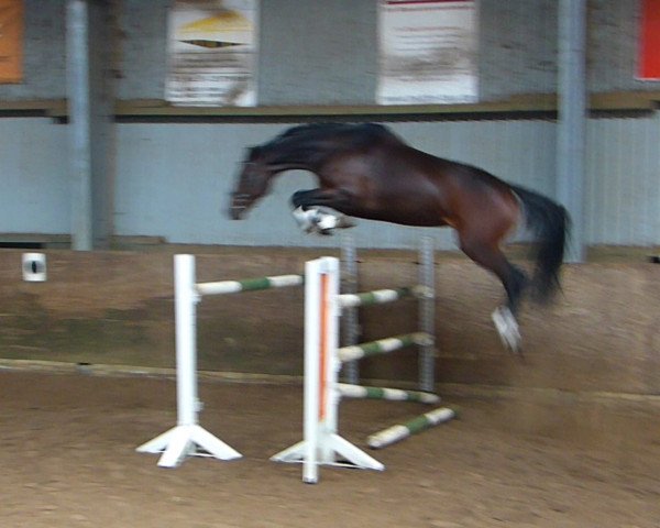 Zuchtstute Dytona R (Holsteiner, 2011, von Casall Ask) Zuchtstute Dytona R (Holsteiner, 2011, von Casall Ask)