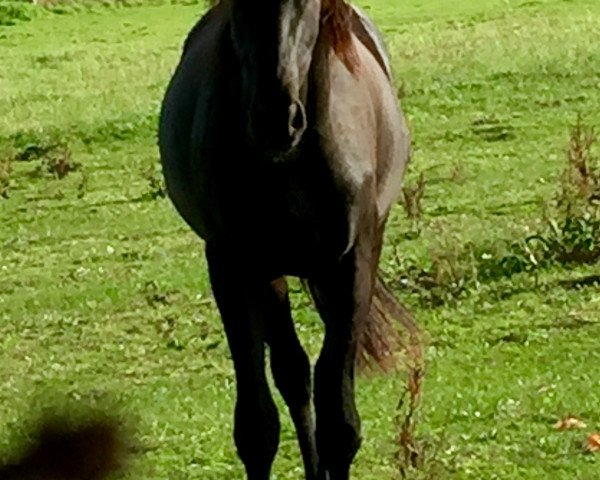 horse Carl (Oldenburg, 2013, from Christ)