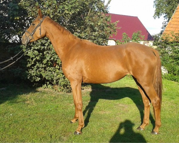 broodmare Pilosambafa (German Sport Horse, 2011, from Pilot's Letzter)