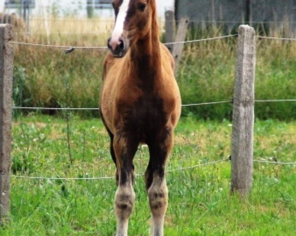 Pferd Bolero Dance B (Oldenburger, 2015, von Belantis)