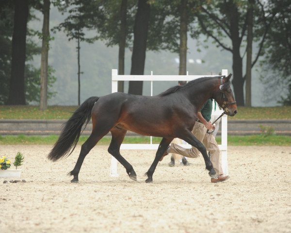 Deckhengst Castleside Magnum (Connemara-Pony, 2011, von Castleside JJ Junior)