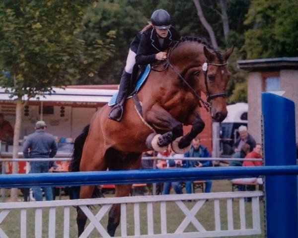 jumper Chester 178 (Holsteiner, 2003, from Cash and Carry)