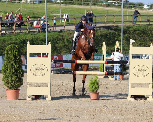 Springpferd La Rose d'isigny (Oldenburger, 2006, von Landor S) Springpferd La Rose d'isigny (Oldenburger, 2006, von Landor S)