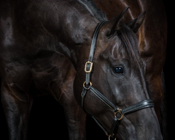 horse Don Gil (Oldenburg, 2007, from Depardieu 11)