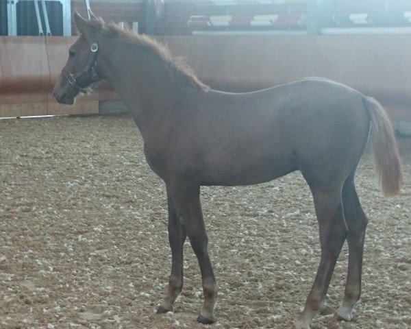 Springpferd Calibro CH (Westfale, 2014, von Calido I)