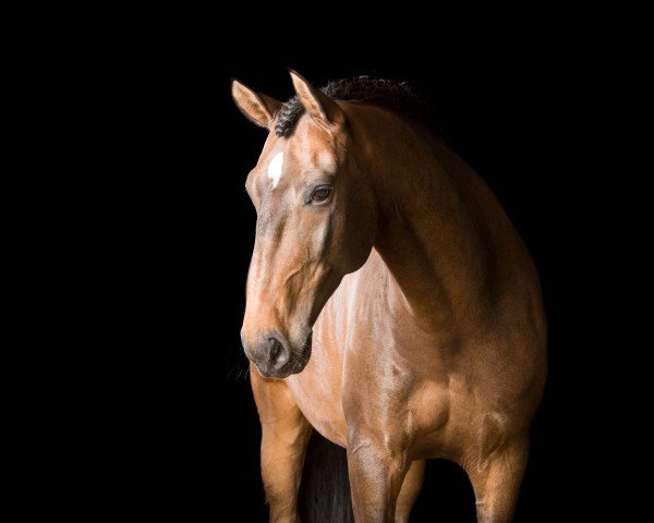 Dressurpferd Bailundo. (Lusitano, 2006, von Homero)