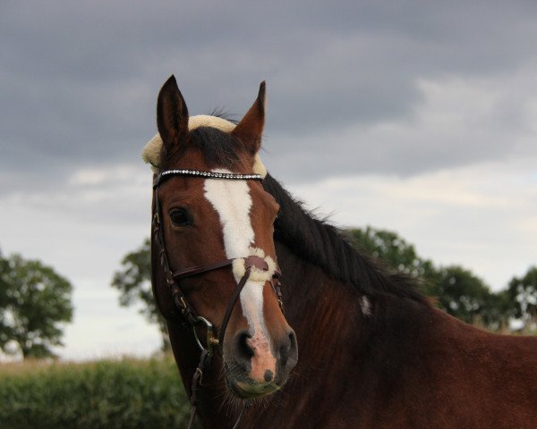 horse Pablo (Trakehner, 2003, from I-Punkt)