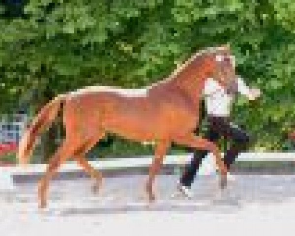 stallion Amarone Selsoe (Trakehner, 2013, from Lacroze)